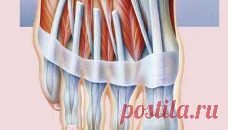 Холодные руки и ноги — Густая кровь
Прислушиваясь к сигналам своего тела, человек может понять, какие симптомы свидетельствуют о тех или иных неполадках в организме, на что нужно обратить внимание, какие меры принять, чтобы улучшит…