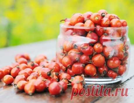 Шиповник – 10 удивительных свойств