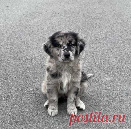 Щенки-метисы, которые взяли от своих родителей только лучшее / Питомцы