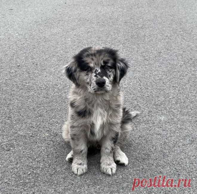 Щенки-метисы, которые взяли от своих родителей только лучшее / Питомцы