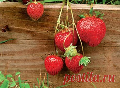 Земляника садовая, клубника / Fragaria. Выращивание, посадка, размножение, уход, сорта, фото на Supersadovnik.ru