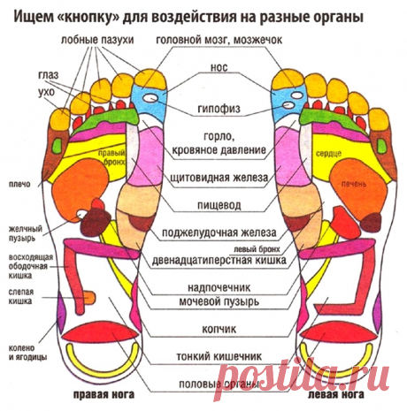 Проекция внутренних органов на стопы