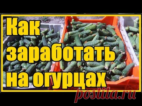 СУПЕР  способ выращивания огурцов в открытом грунте / Выращивание огурцов от рассады до сбора урожая