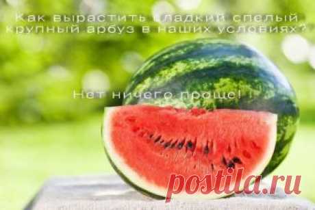 как вырастить сладкий спелый крупный арбуз в наших условиях? Нет ничего проще! Спрашиваете как вырастить сладкий спелый крупный арбуз в наших условиях? Нет ничего проще!  Это можно сделать даже без теплиц и навоза, которые сегодня недешево стоят. Многие просто не верят в …