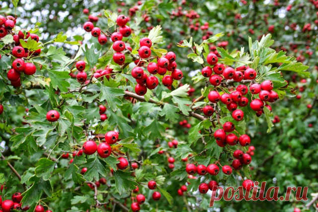 Боярышник  обладает целым рядом  широко известных полезных свойств,  активно используемых в медицине и косметологии. Плоды этого растения содержат большое количество пектиновых и дубильных веществ, а также микроэлементы: медь, цинк, железо, калий, фосфор, кальций, магний, кобальт, молибден. Кроме того, боярышник содержит витамины С, Р, каротин, тиамин, холин, рибофлавин. Одно из самых распространенных традиционных лекарственных средств, изготовленных из этого растения— экс...