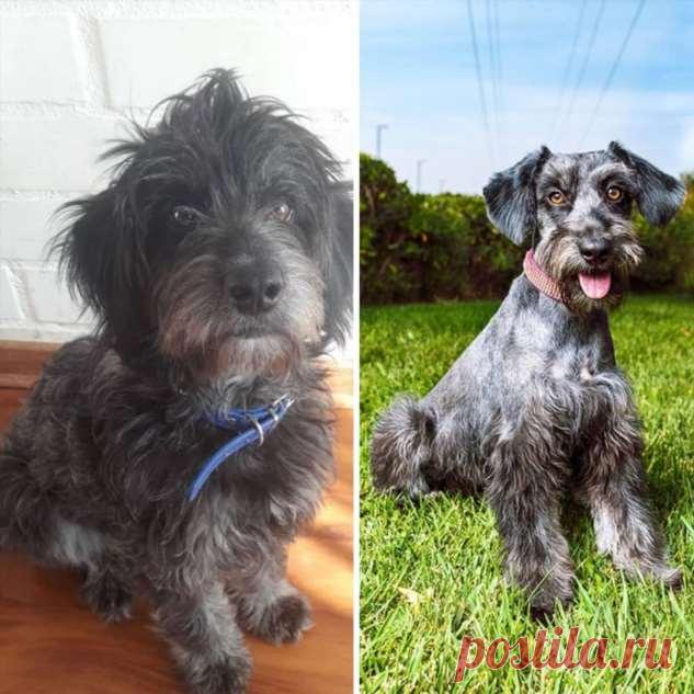 Чилиец Давид Фернандес выхаживает бездомных собак . Тут забавно !!!