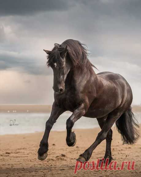 Visit instawebviewer.com to see more Instagram photos, videos and stories #instawebviewer #horses #equinephotography (Bhyy31VlZpo)