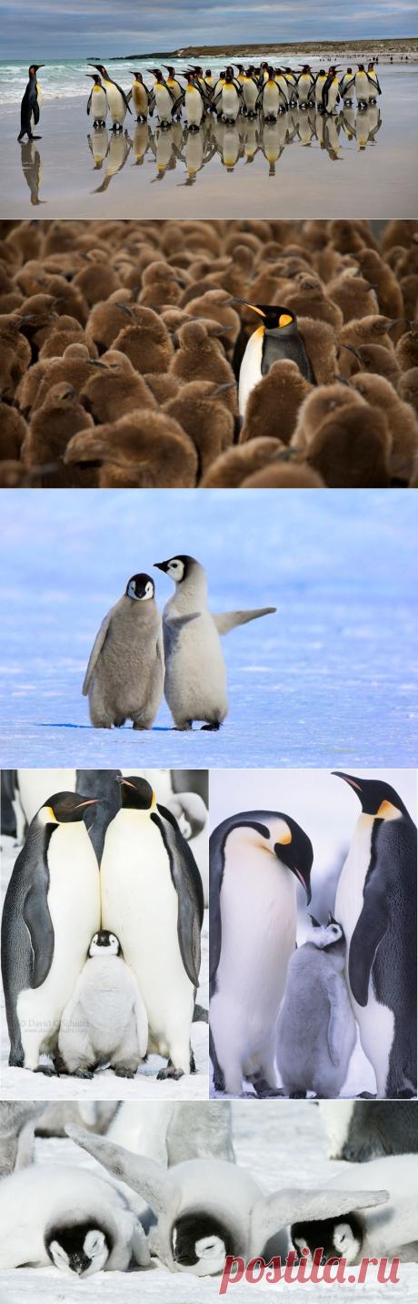 Пингвины — это ласточки, которые ели после шести
