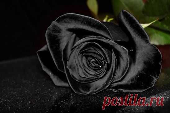 image (548×365)