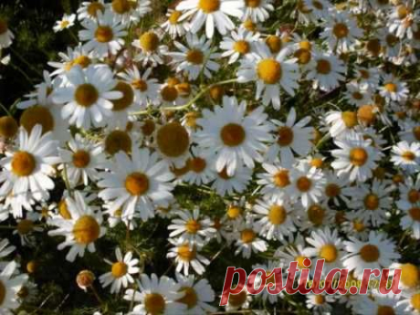 ПОЖЕЛАНИЯ ЖЕНЩИНАМ....wmv