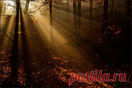 35PHOTO - Богдан  Лесов таинственная сень с  печальным шумом обнажалась...