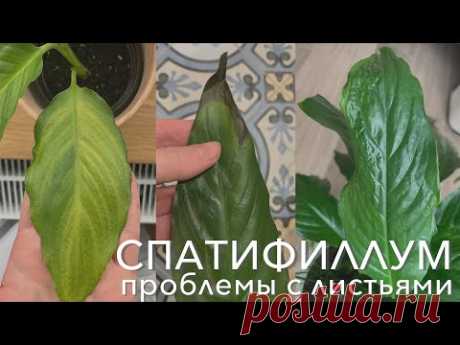 №27. Спатифиллум. Листья жёлтые, с коричневыми и черными пятнами, мятые. Причины.
