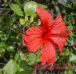 Гибискус – Hibiscus описание и уход на FloralWorld.ru