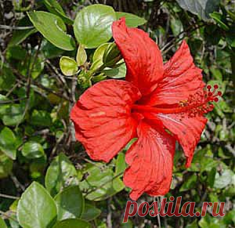 Гибискус – Hibiscus описание и уход на FloralWorld.ru