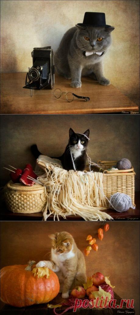 Кошко - натюрморты от Eleonora Grigorjeva