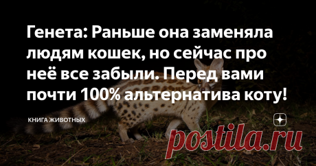 Генета: Раньше она заменяла людям кошек, но сейчас про неё все забыли. Перед вами почти 100% альтернатива коту! Максимум милоты, минимум отличий от кошки, но это совершенно другое животное.