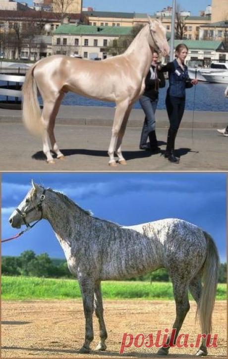 Без заголовка