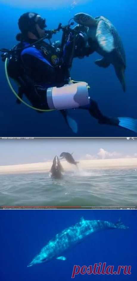 (22) National Geographic Ocean