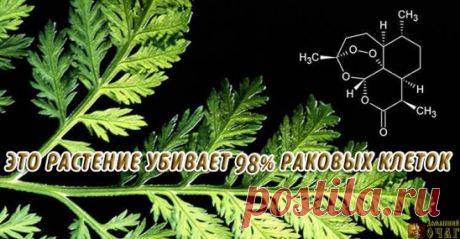 РАСТЕНИЕ, КОТОРОЕ УБИВАЕТ 98% РАКОВЫХ КЛЕТОК ЗА 16 ЧАСОВ!