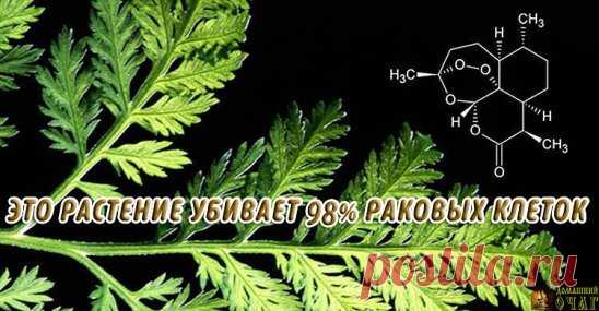 РАСТЕНИЕ, КОТОРОЕ УБИВАЕТ 98% РАКОВЫХ КЛЕТОК ЗА 16 ЧАСОВ!
