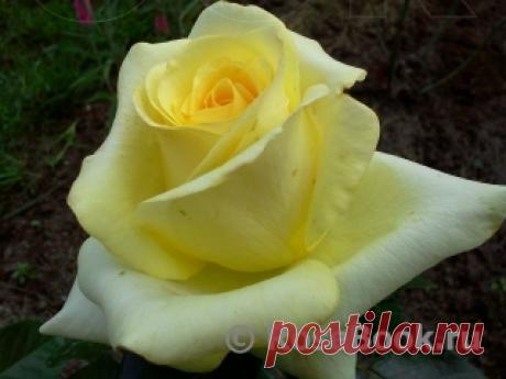 The Wainwright Rose :: Энциклопедия роз