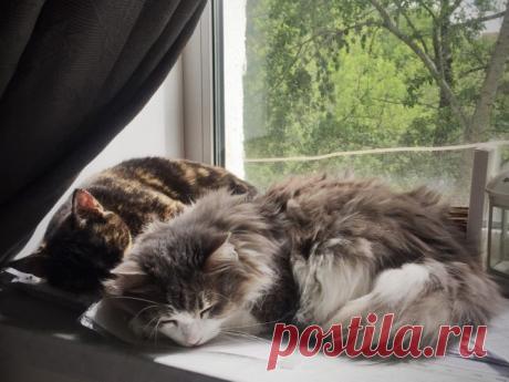 По поведению котов я поняла, что в доме что-то случилось 
По дороге к нашему дому есть один странный дом – он стоит на самой развилке, где одна улица разделяется на две. Старый такой, очень красивый, не запущенный, окруженный старым садом. Но видно, что жив…