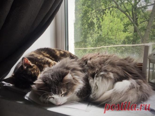 По поведению котов я поняла, что в доме что-то случилось 
По дороге к нашему дому есть один странный дом – он стоит на самой развилке, где одна улица разделяется на две. Старый такой, очень красивый, не запущенный, окруженный старым садом. Но видно, что жив…