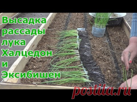 Лук за один сезон через рассаду.  Высадка в грунт лука Халцедон и Эксибишен