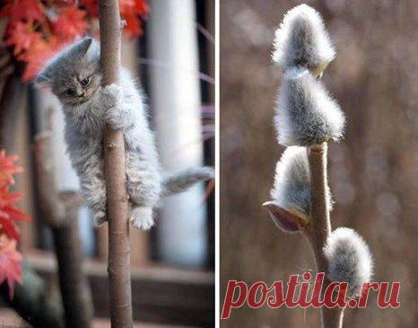 Читающие