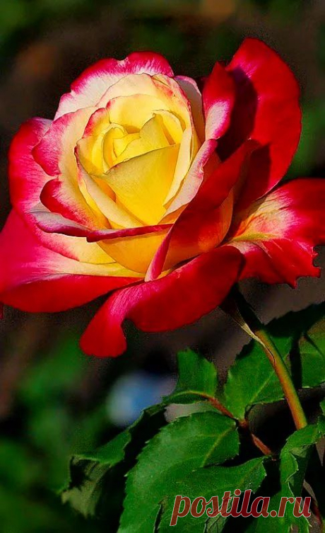 Double delight. A beautiful and the sweetest smelling rose.  |  Pinterest • Всемирный каталог идей