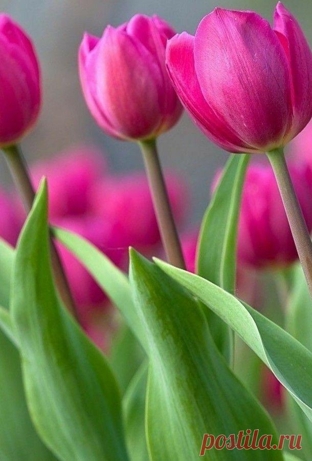 Пин на доске яТЮЛЬПАНЫ