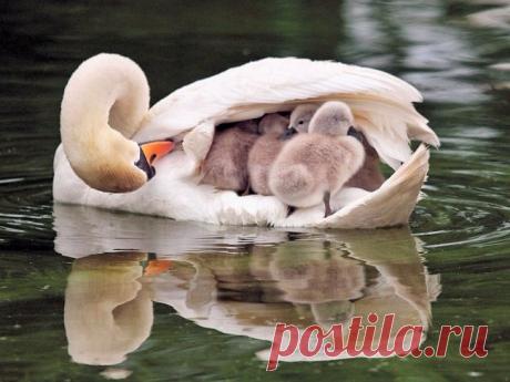 =МАМЫ ВСЕГДА ОСТАЮТСЯ МАМАМИ...=