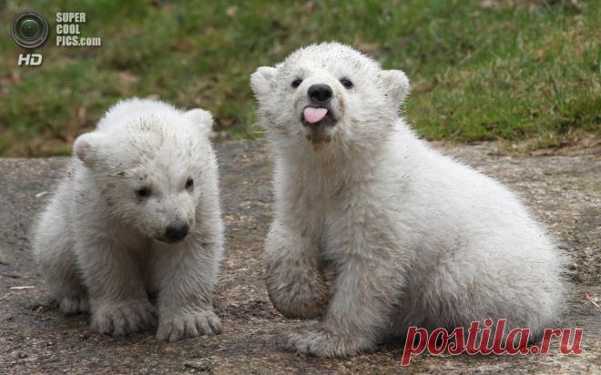 Несмотря на грозный вид, медведи могут быть очень милы  Посмотрев эти фотографии, вы обязательно поверите, что медведи — самые милые существа.