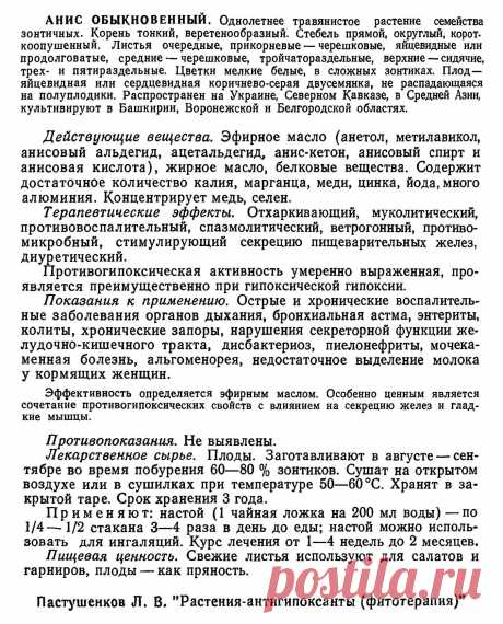 Анис обыкновенный