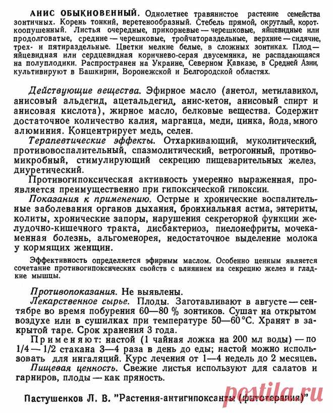 Анис обыкновенный