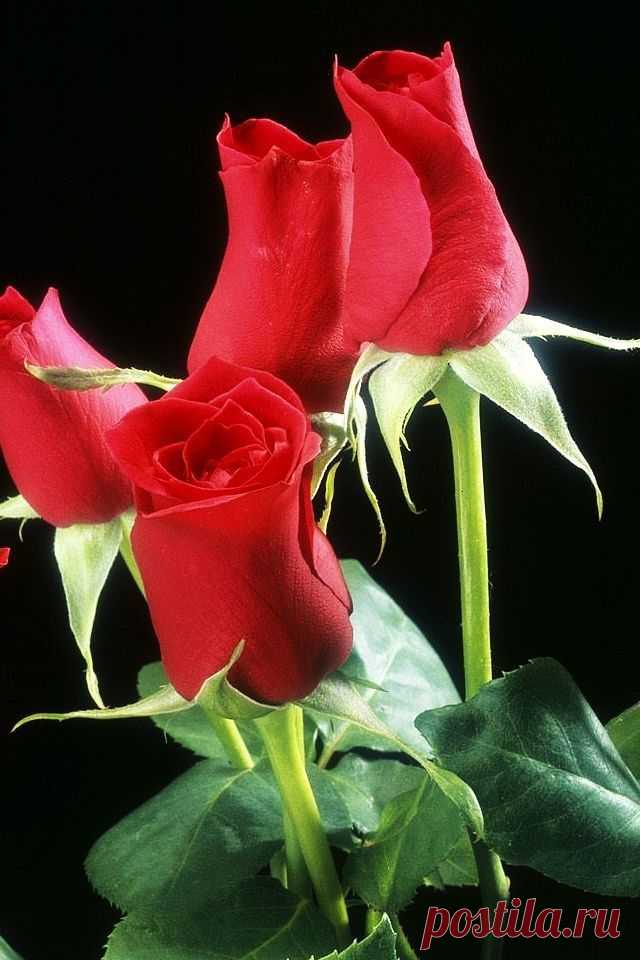 jose alonso приколол(а) это к доске Todo rosas