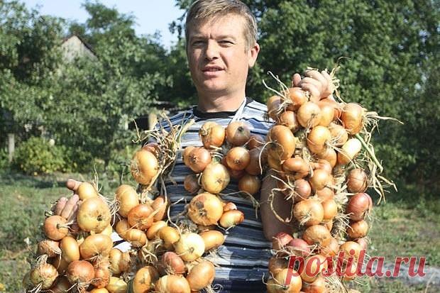 (80) Одноклассники