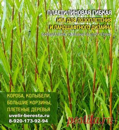 Лозоплетение: черенки сортовой ивы для посадки, плетеные корзины