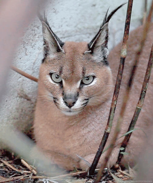 i-5763.jpg (500×600)