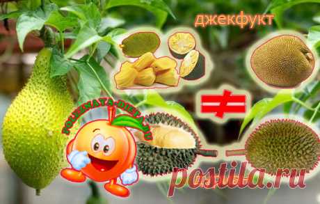 Джекфрут часто встречается в веганской кухне. Что такое джекфрукт? Действительно ли он может иметь вкус мяса. Какие у него свойства? Чем он отличается от дуриана? Джекфрут - происхождение Джекфрут - плод дерева джекфрут, которое растет в Юго-Восточной Азии. Это национальный фрукт Бангладеш, похожий на продолговатую дыню или большое манго. Слово «джекфрут» происходит от португальского слова...