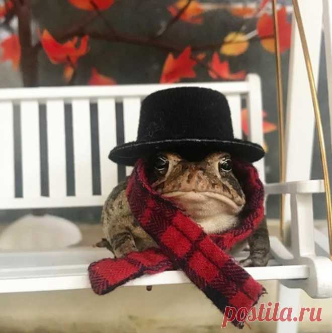 Космонавт и барабанщик: фотограф сделала из своей жабы звезду Instagram
