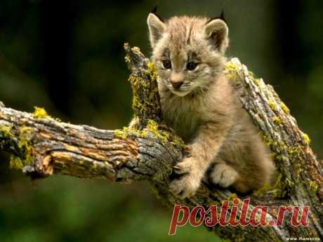 fondospantallagratis.com-animales-17.jpg (Изображение JPEG, 1280 × 960 пикселов) - Масштабированное (48%)