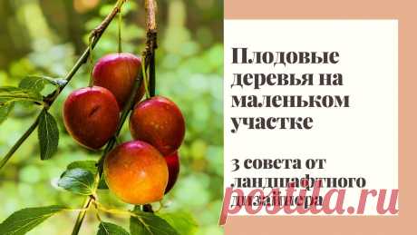 Плодовые деревья на маленьком участке. 3 совета от ландшафтного дизайнера.