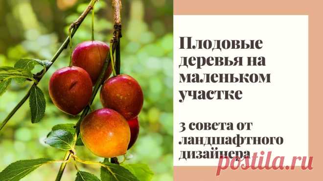 Сад и огород