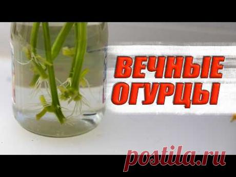 ВЕЧНЫЕ ОГУРЦЫ   посадил их в феврале а они в сентябре прекрасно себя чувствуют