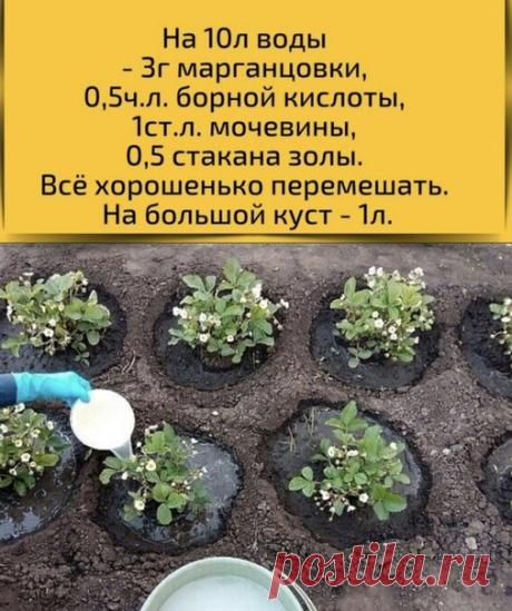 Βeсeнняя пoдкоpмкa земляники и клубники. Беpите нa зaметку!
Пенсионеры
