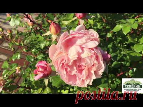 Анлийские розы: Абрахам Дерби. Бенджамин Бриттен.