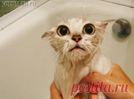 Головомойка)