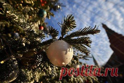 В России выбрали главную новогоднюю елку. Специальная комиссия выбрала главную новогоднюю елку России. 95-летняя ель растет вблизи деревни Гряды в Волоколамском городском округе. Высота дерева составляет 27 метров, диаметр ствола — 56 сантиметров, а размах веток — 10 метров. Дерево планируют срубить 12 декабря и доставить в Кремль 14 декабря.