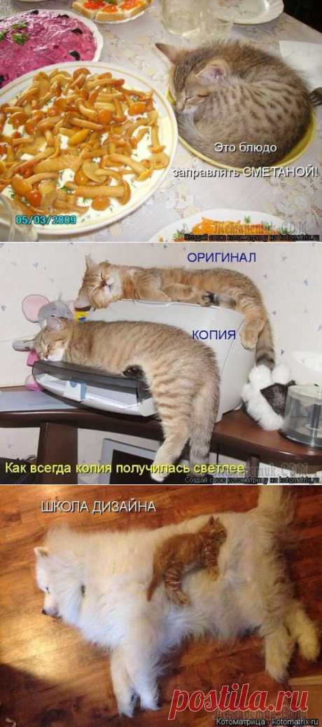 Тише, люди, кошки спят.